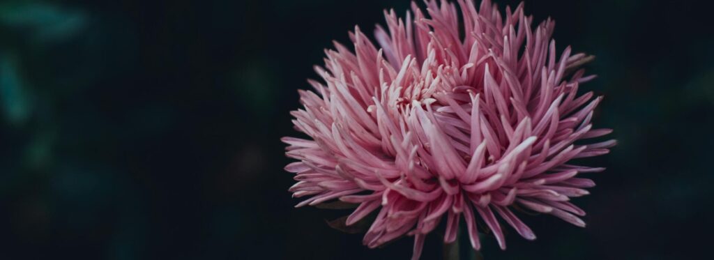 A detailed shot of a pink chrysanthemum flower in bloom, set against a dark background.